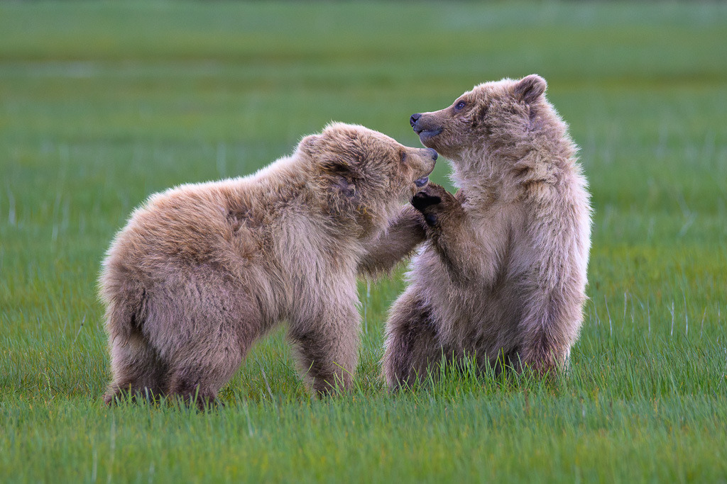 Alaska | Braunbären im Katmai National Park. - Realisiert mit Pictrs.com