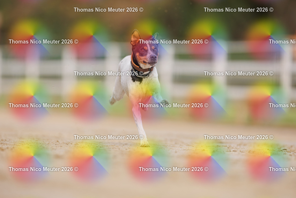 Thomas_Nico_Meuter(C)_03. Oktober 2026_223A6042 | Bild von Thomas Nico Meuter - Realisiert mit Pictrs.com