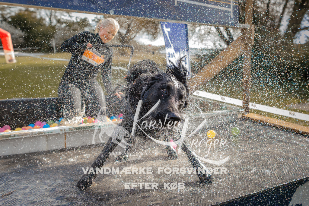 1411_ZZ93756-2 | kk-dogfotos