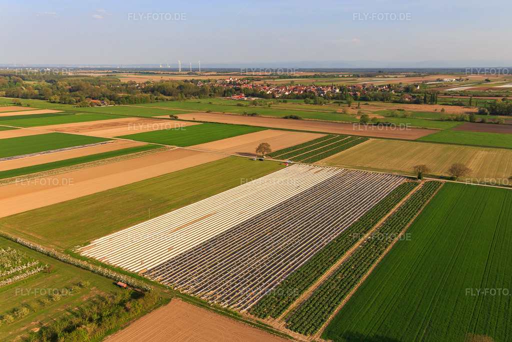 Luftbild: Spargelacker unter Folie und Rhabarberfeld im Ortsteil Mühlhofen in Billigheim-Ingenheim im Bundesland Rheinland-Pfalz in Deutschland. Foto: IMG_106692.jpg vom 21.04.2018 durch Werner Riehm/FLY-FOTO.de