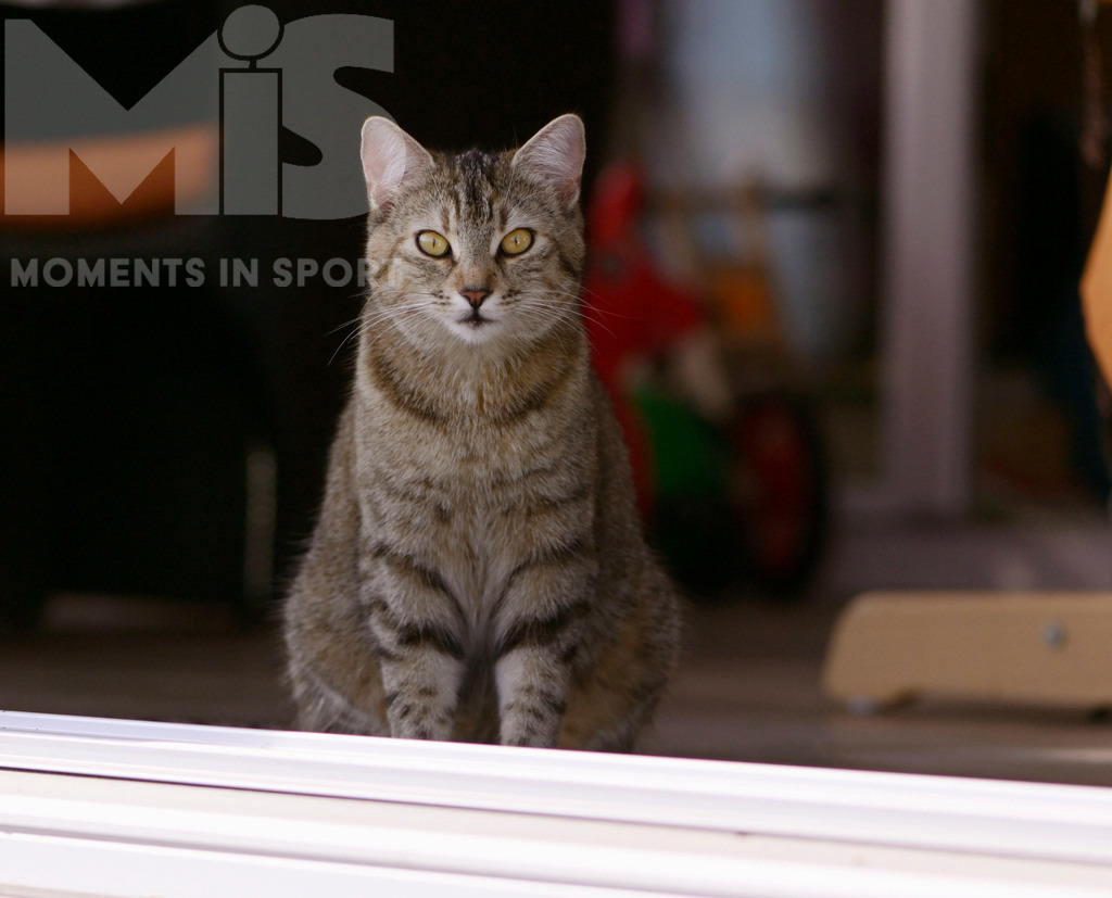 mis_061017_bf_78.JPG | 17.09.2022,  In einem Haus in Bad Wörishofen im Unterallgäu: EIne Katze als Haustier  - Realisiert mit Pictrs.com