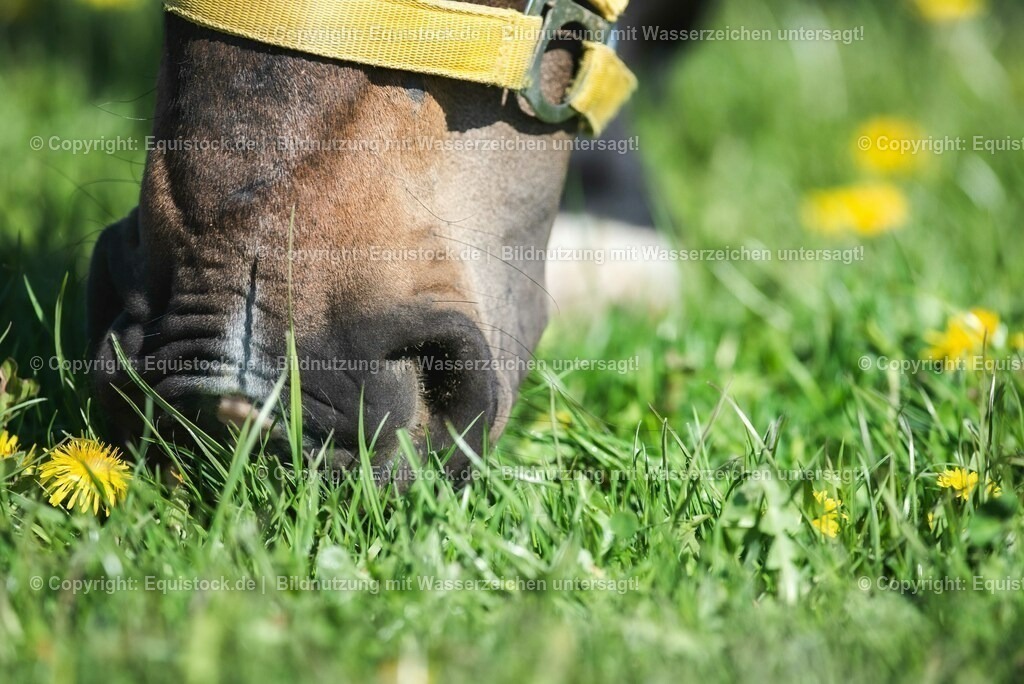 20210426_Pferd-auf-Koppel_0072 | equistock