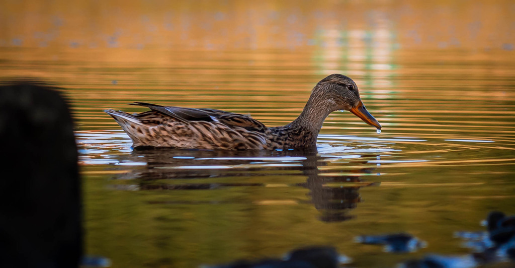 Entenfrau beim trinken | Fotografie, Dresden, Marcus Wagner, Landschaftsfotografie, Tierfotografie, Architekturfotografie - Realisiert mit Pictrs.com