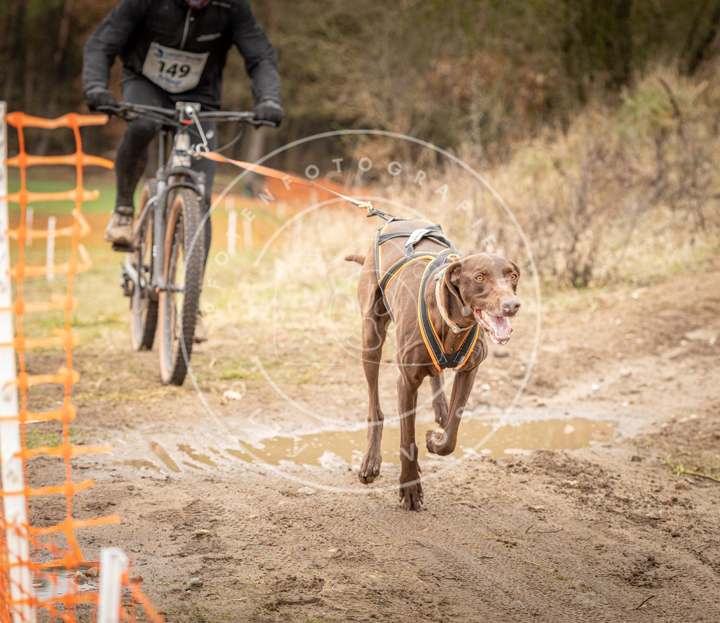 DV3A1192 | Hundefotografie, Tierfotograf, Pfotenfotografie, Fotoshooting Hund, Hunde Portrait, Hundesport, Hundeportraits, Heideshooting, Hunde, Sportfotograf, Hundefotograf, Turnierhundsport, THS,  - Realisiert mit Pictrs.com
