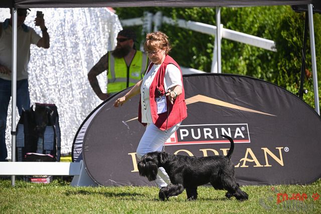 CACIB Aarau | CACIB Aarau, Swiss Dog Show  29062025 Foto: Leo Wyden
