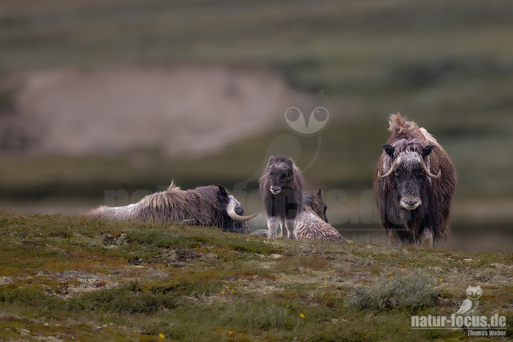 R5NF1685-20230727 | Der Moschusochse, auch als Bisamochse oder Schafsochse bezeichnet, ist ein Paarhufer aus der Unterfamilie der Antilopinae; innerhalb derer gehört er in die Verwandtschaftsgruppe der Ziegenartigen. - Realisiert mit Pictrs.com