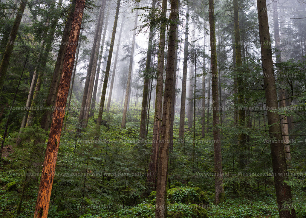 Nebelwald Schwarzwald | Fichten im Nebel - Realisiert mit Pictrs.com