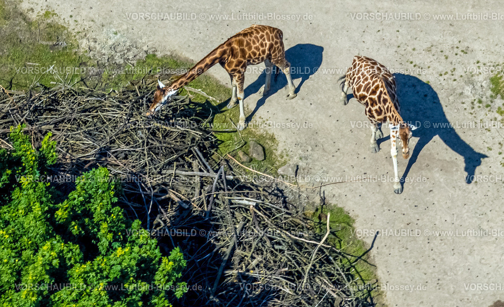 Gelsenkirchen230511265 | Luftbild, ZOOM Erlebniswelt Zoo, Giraffen, Bismarck, Gelsenkirchen, Ruhrgebiet, Nordrhein-Westfalen, Deutschland