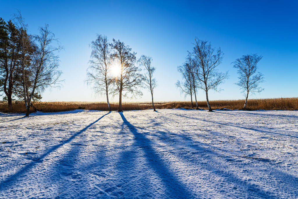 Bäume am Bodden bei Wieck auf dem Fischland-Darß im Winter | Bäume am Bodden bei Wieck auf dem Fischland-Darß im Winter.