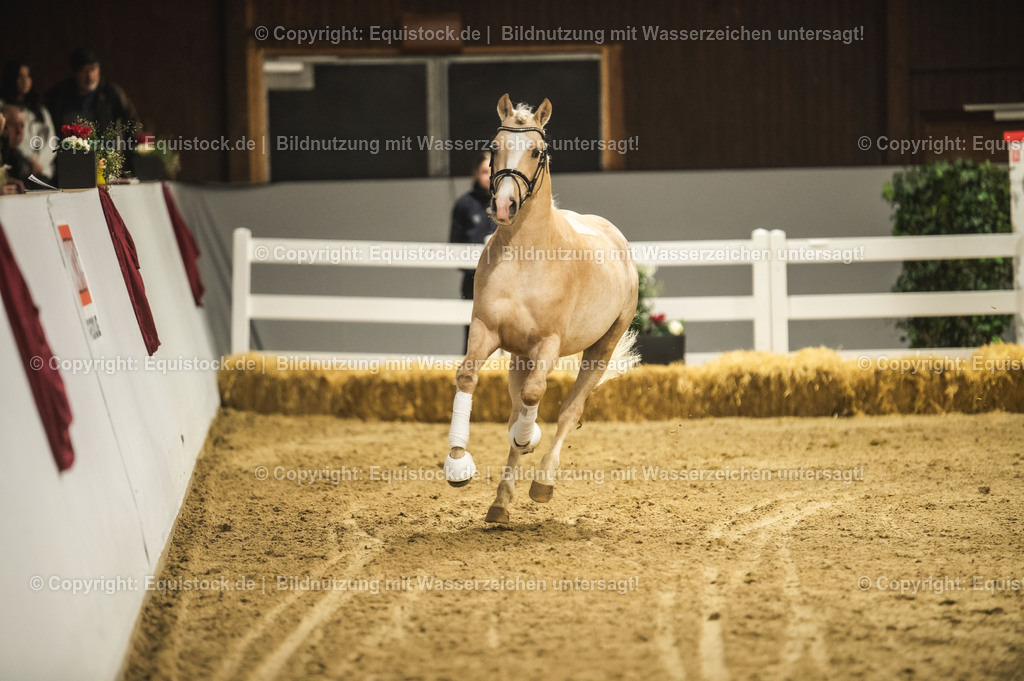 20240302_Hengstvorstellung_Marbach_TOMsPiC_0858-2 | equistock