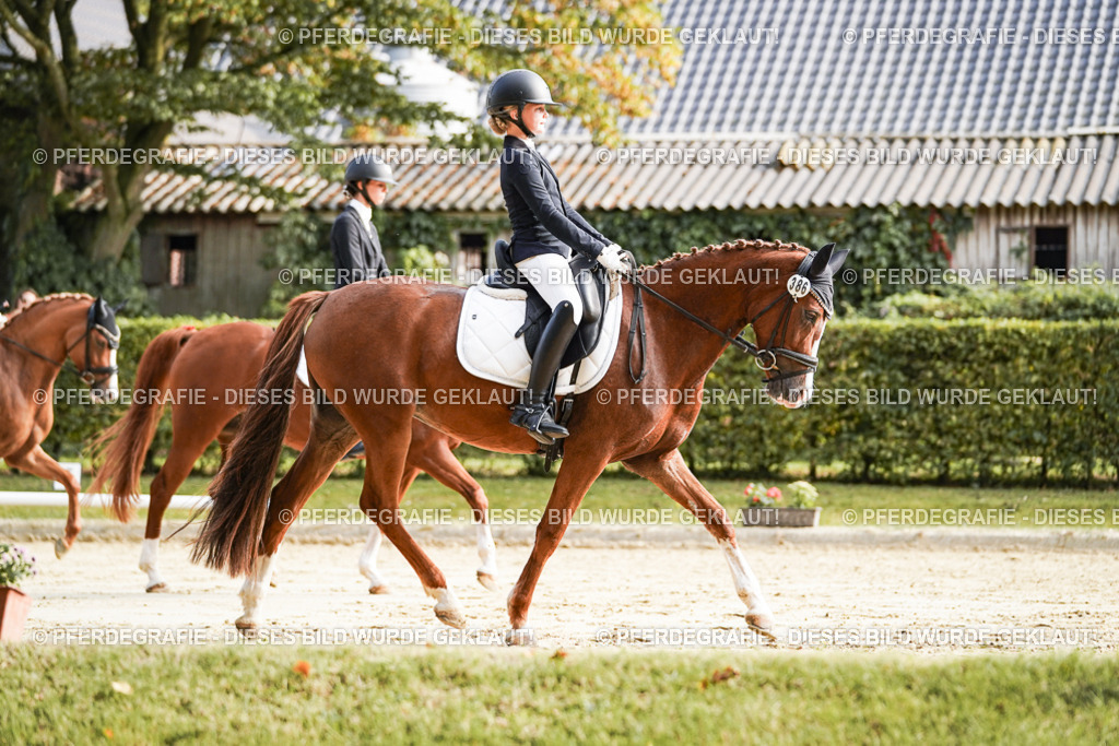 DSC05858 | Pferdegrafie