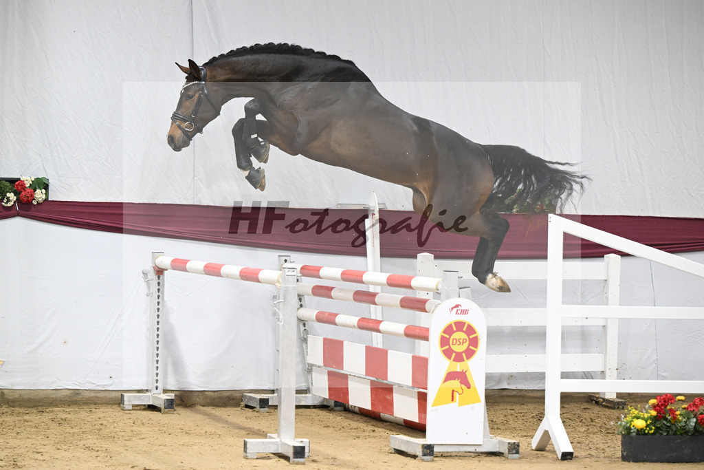 Kat-Nr. 94 Conthalou x Stalypso_Matthias Schlamminger GmbH_47253082 | hf-fotografie - Realisiert mit Pictrs.com