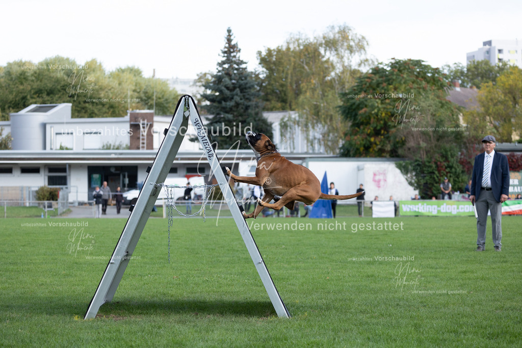 _16A5621 | Einzigartige Fotos von Hunden & Menschen –Actionfotos, Portraits, Vereinsaufnahmen & Paarshootings – authentisch, lebendig & mit Herz.