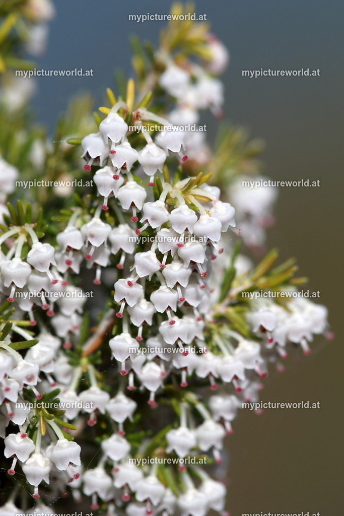 Baumheide-002 | Das Bilderarchiv über Tiere, Planzen und Landschaften. In der Bilddatenbank finden Sie ein große Auswahl an hochwertigen Bilder für Ihre Werbung - Realisiert mit Pictrs.com