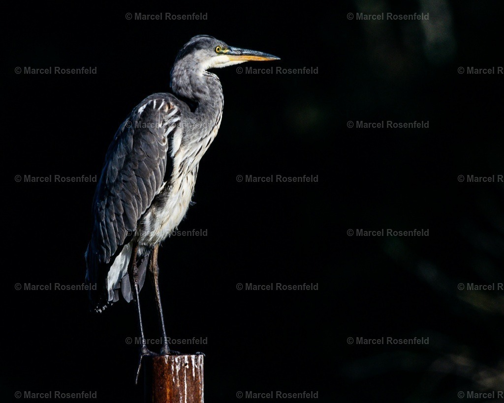 20241013_153125 | foto-rosenfeld
