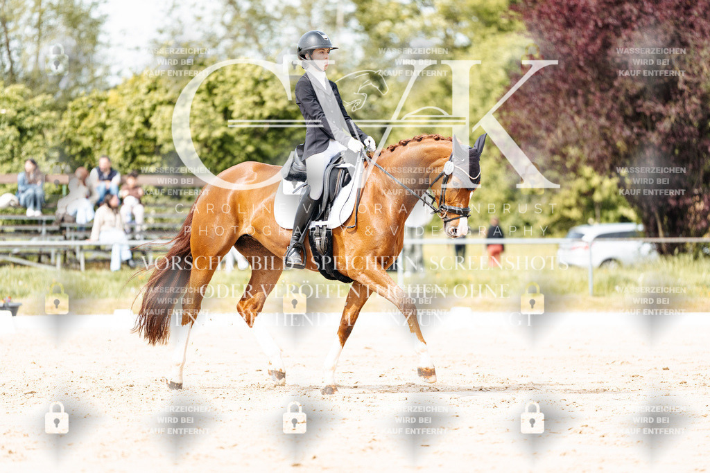 CK901102 | Turnierfotografie Pferdefotografie Trier Rheinland-Pfalz Pferdesport Reitsport Tierfotografie Sportfotografie Pferdevideo Pferdevideografie Equestrianvideography equestrianphotography  - Realisiert mit Pictrs.com