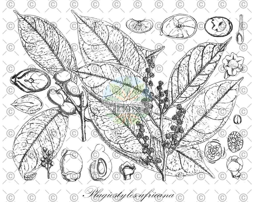 HistAbb_wfo-0001152386_1_ENZY_Simple | Historische Abbildung von Plagiostyles africana - Euphorbiaceae | Historical Illustration of Plagiostyles africana - Euphorbiaceae
