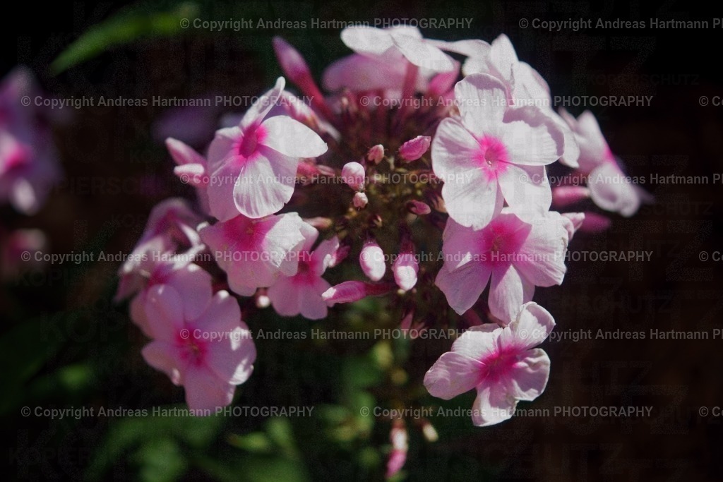 Phlox | Phlox - Flammenblume - Realisiert mit Pictrs.com
