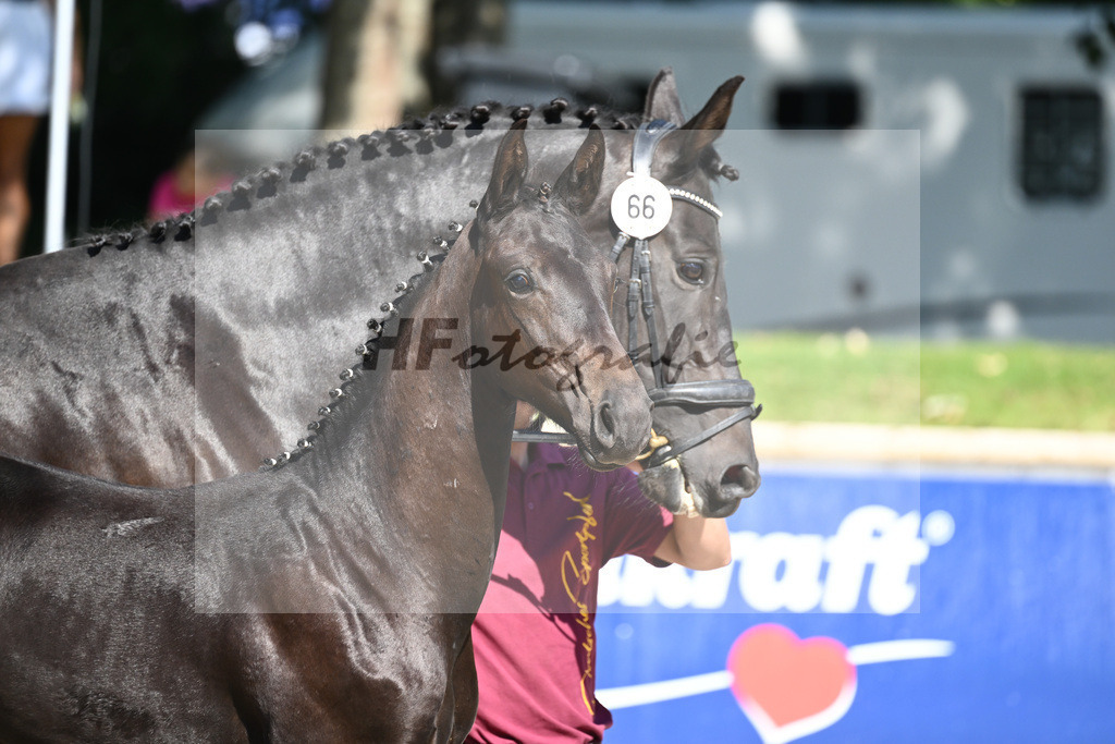 Praesentation Auktionsfohlen_36230345 | hf-fotografie - Realisiert mit Pictrs.com