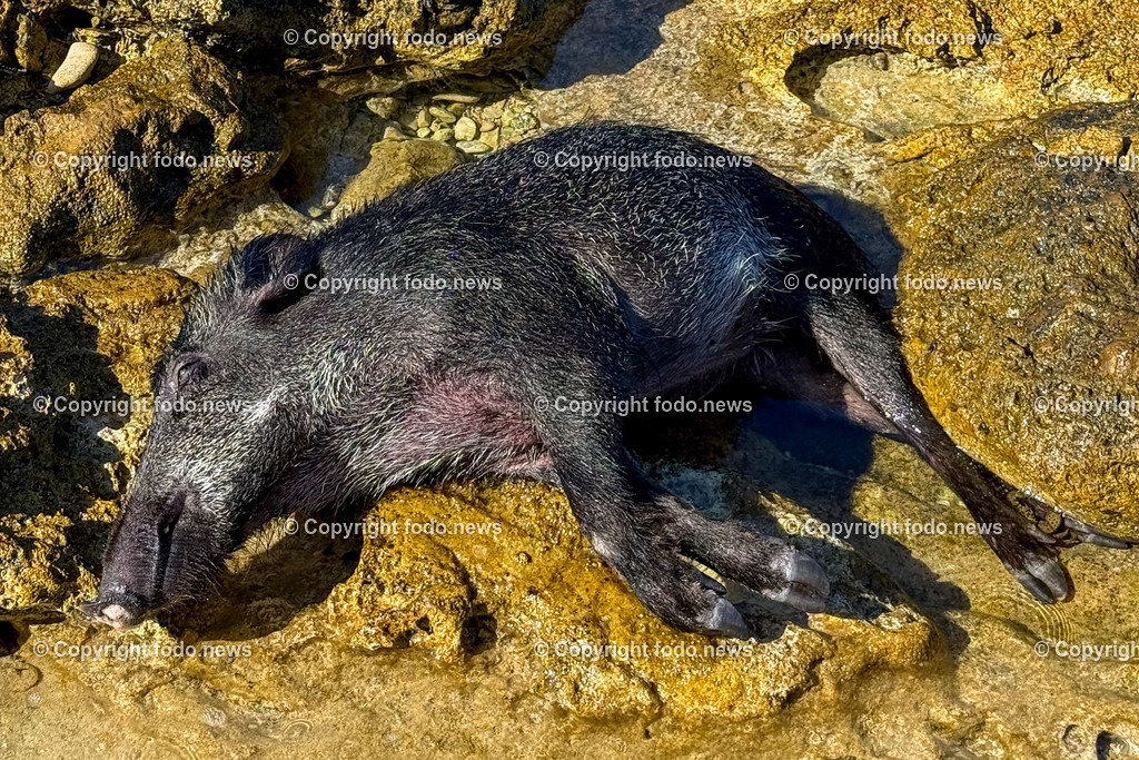 Kroatien_ Milna_ Strand_ 28.07.2025-6 | 28.07.2025, Kroatien, HRV, Brac, Insel in Dalmatien, Milna im Bild Strand, Wildschwein, Kadaver, Meer, Adria, Gezeitenein vom Meer angespuelter Wildschweinkadaver liegt am Strand direkt vor der Splitska vrata bei einem Privathaus seit Tagen in der Sonne und stinkt schon. Keine Behoerde sieht sich zustaendig das Tier zu entfernen. 
