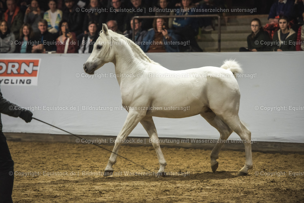 20240302_Hengstvorstellung_Marbach_TOMsPiC_1153 | equistock