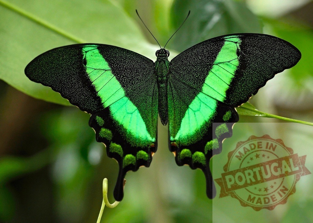 Emerald Swallowtail Butterfly showcasing its vibrant green and black wings | Close-up of a beautiful Emerald Swallowtail butterfly with striking green and black patterns on its wings, resting on a green leaf - Realized with Pictrs.com