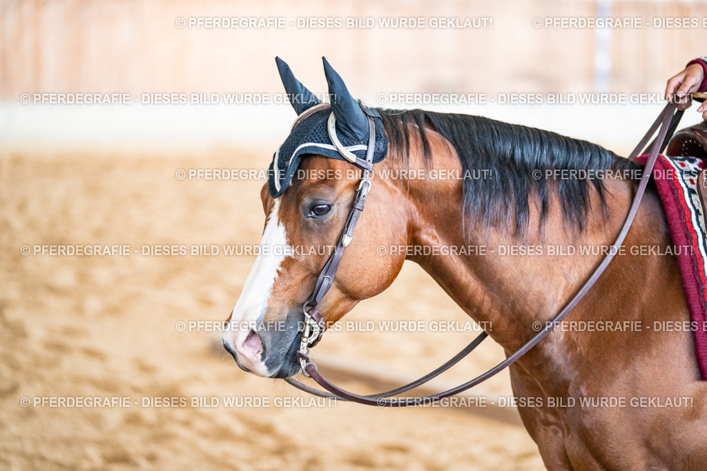 DSC02467 | Pferdegrafie