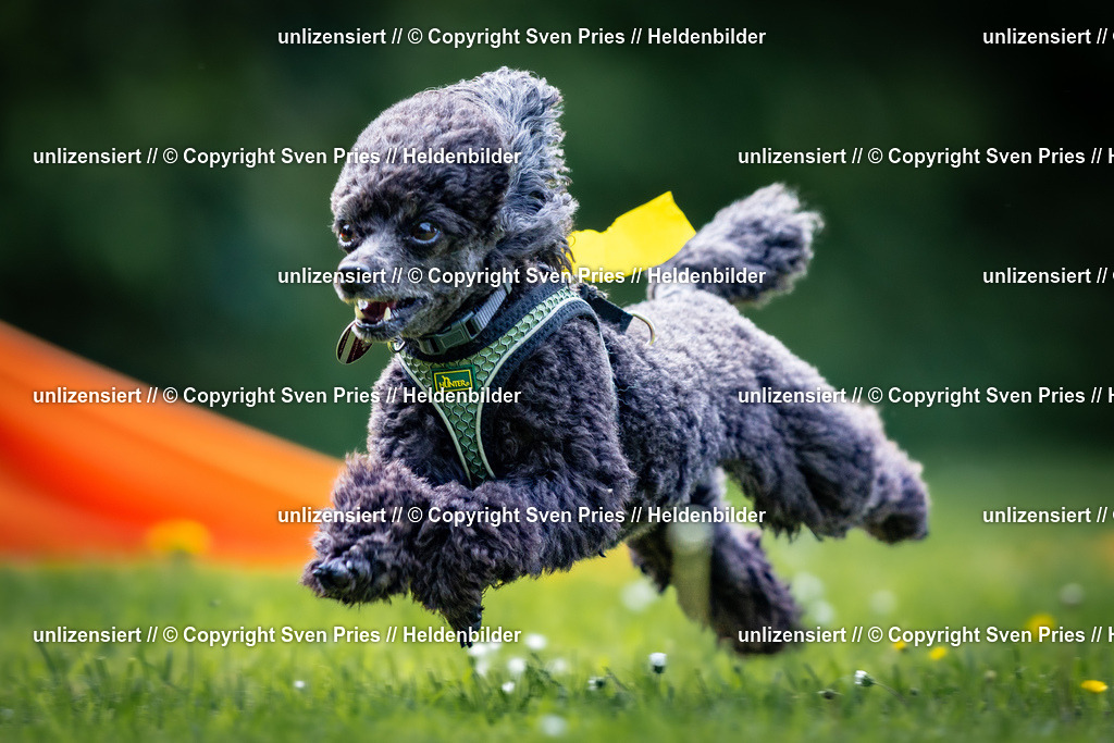 Sven Pries | 2026-05-14 - Hunderennen KA Durlach Vatertag 2026 - Realisiert mit Pictrs.com