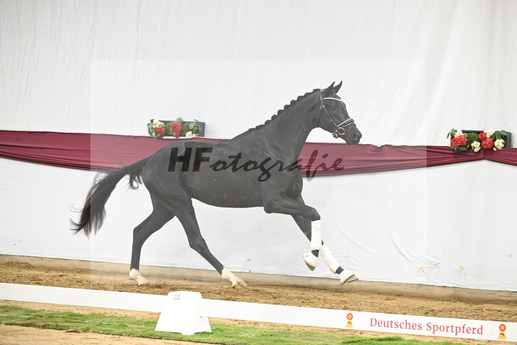 Kat-Nr. 65 Zalando x Fuerstenball_Gestuet Dobel_47252477 | hf-fotografie - Realisiert mit Pictrs.com