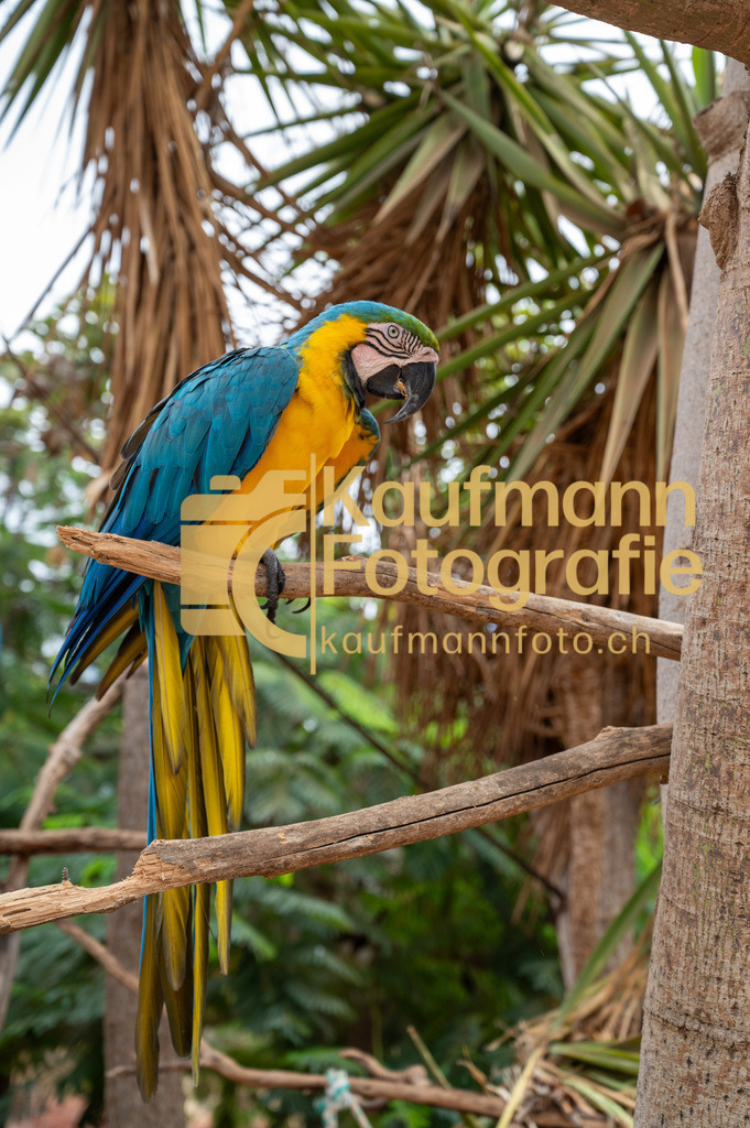 Monkey_Park_def-2986 | kaufmannfoto - Realisiert mit Pictrs.com