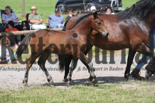 Fohlenprämierung_Sankt-Märgen_2024_KN_44_Rubinio (58) | Alle Fotos der Reiterjournal Fotografin Doris Matthaes im Reiterjournal Online-Fotoshop. - Realisiert mit Pictrs.com
