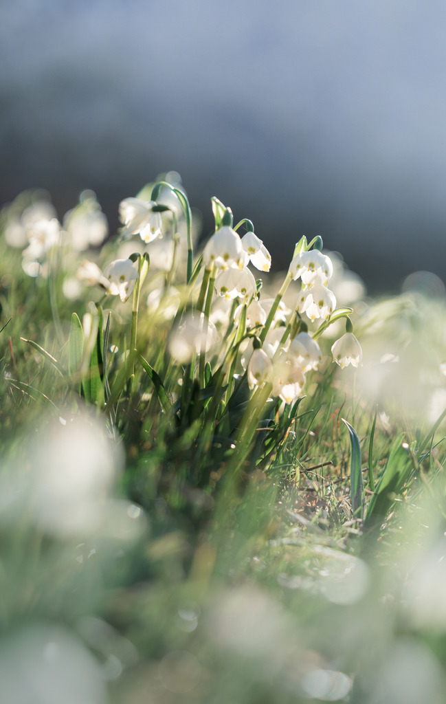 Märzenbecher  | Die ersten Blumen nach dem langen Winter - Realisiert mit Pictrs.com