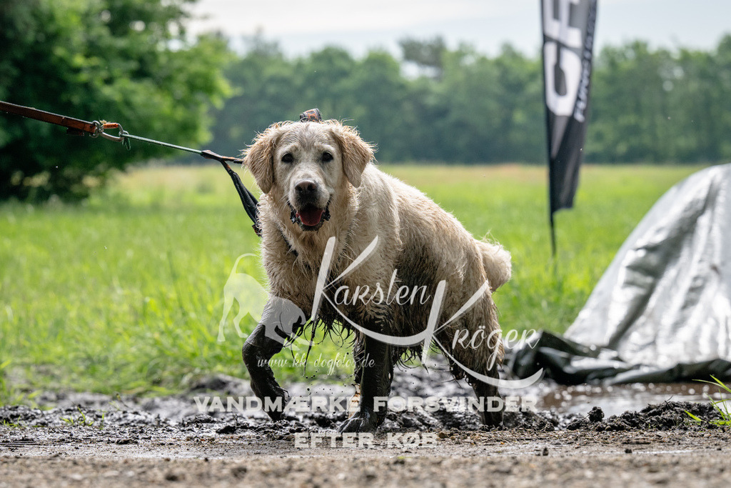 0931_ZZ91102 | kk-dogfotos