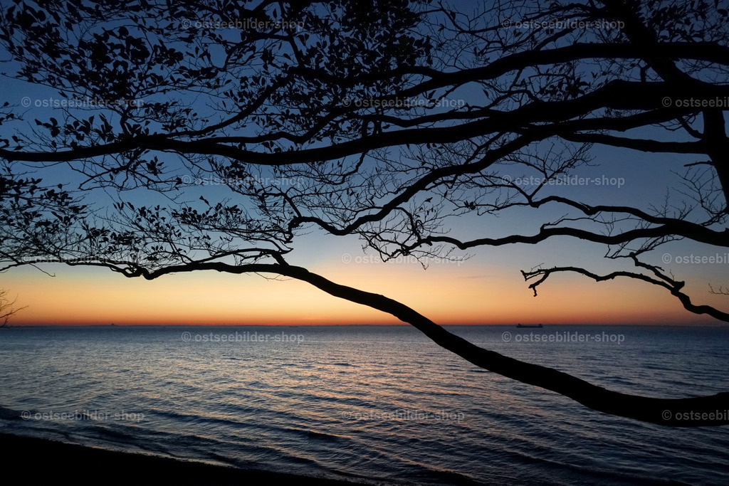 Auch Bäume wollen ans Meer | Die blaue Stunde über der Lübecker Bucht ist hier Kulisse eines Küstenwaldes mit ausgestreckten Armen.