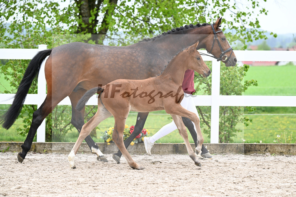 Kat-Nr. 41 SF Comanchero x Zinedream_Wanner_23261429 | hf-fotografie - Realisiert mit Pictrs.com