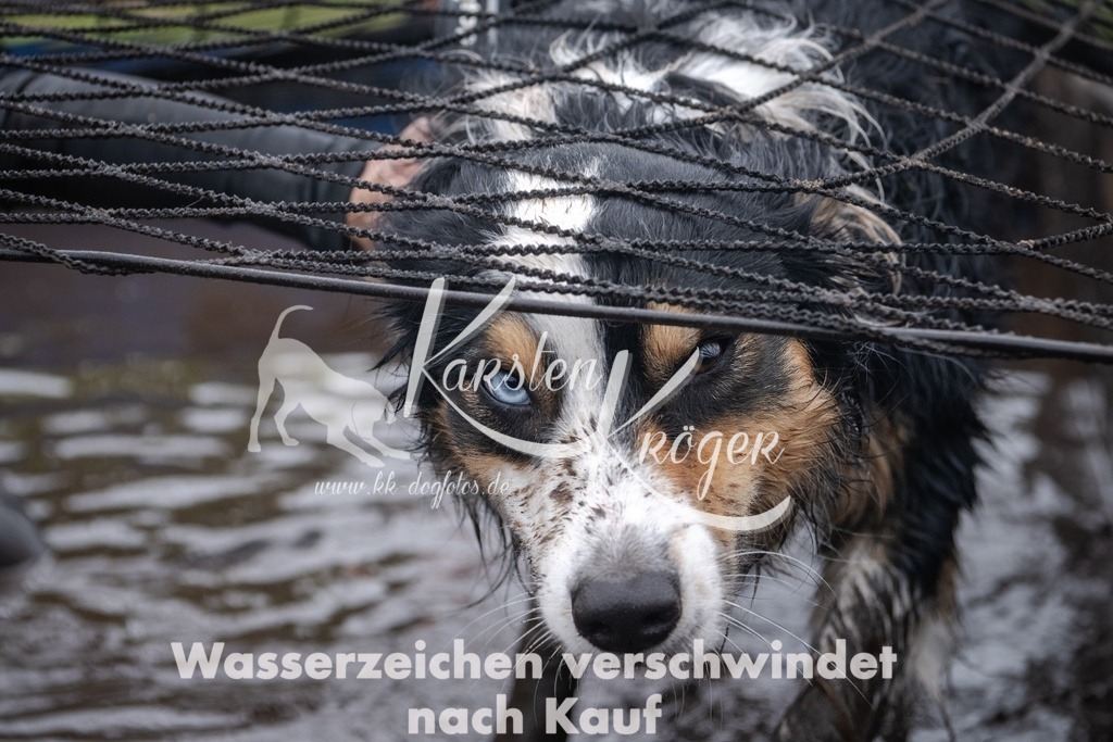 _ZZ93393 | kk-dogfotos