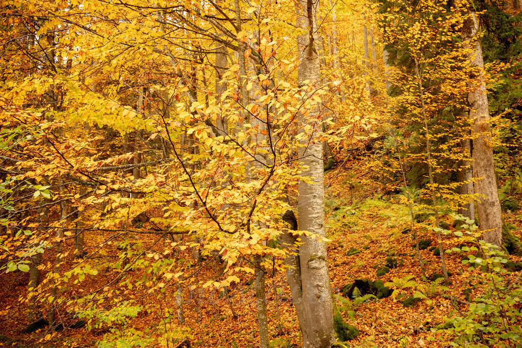 Herbst Gaming | Ihre Fotografin im Lungau, ihre Fotografin im Mostviertel, Wandbilder Onlineshop, Imagefotos für Ihr Unternehmen,  - Realisiert mit Pictrs.com