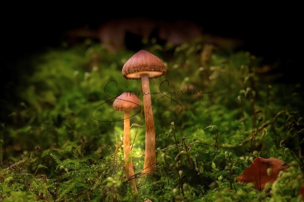 Waldpilz-Laternen | Simone Sperber, svb-photography,Fotografin,Bilddesignerin,Naturfotografie,Macrofotografie,Tierfotografie,Wildtierfotografie,Ausstellungen,Auftragsfotografie,Kunst,Art,Photographer,Shootings,Bildberatbeitung,Galerie,Shop