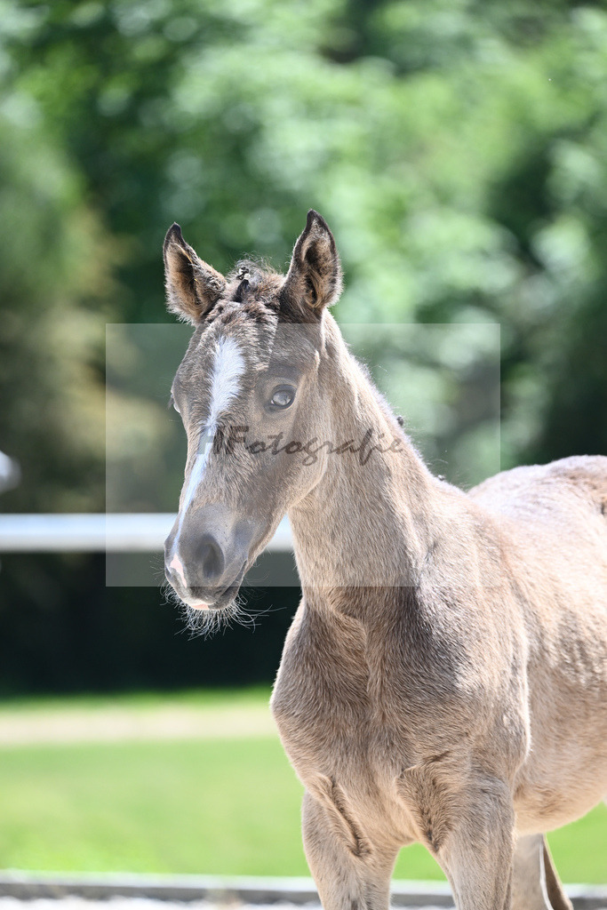 Kat-Nr. 22 HF Gold Garant_Koller_16230570 | hf-fotografie - Realisiert mit Pictrs.com