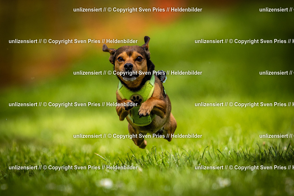 Sven Pries | 2025-04-13 - Hunderennen Baden-Baden - Realisiert mit Pictrs.com