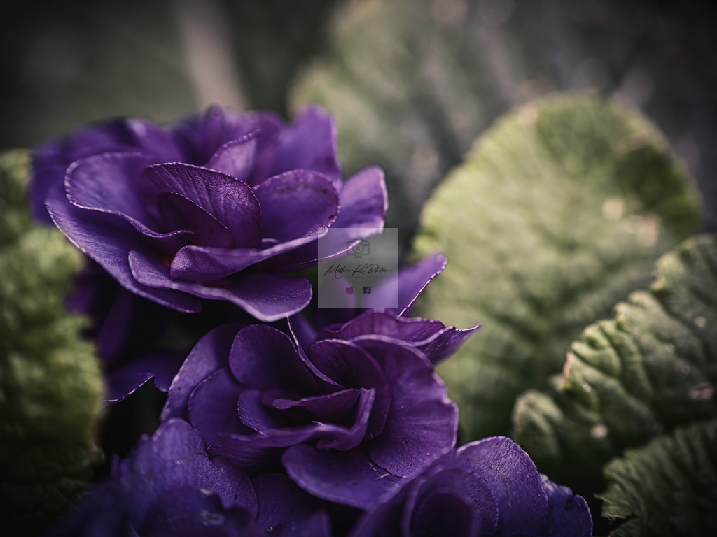 Makro - floral (84) | Buche Fotoshootings und entdecke hochwertige Fotoprodukte bei Mathias Ku Photos. Personalisiert, kreativ & mit Liebe zum Detail. Jetzt informieren! - Realisiert mit Pictrs.com