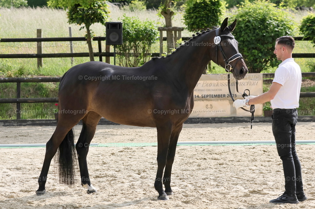 TrakFohlenschHennef17052025MC3H5A8763B | Pferdefotos online bestellen - Realisiert mit Pictrs.com