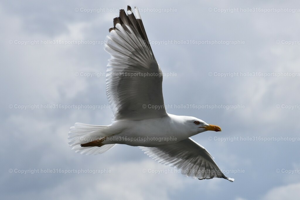 DSC_0056 (2) | Sportfotografie , Motorsport, Motoross, Reitsport, Mointainbike, Enduro,
Landschaft , Outdoor, Eventfotografie, Landschaft, Bilder online bestellen - Realisiert mit Pictrs.com