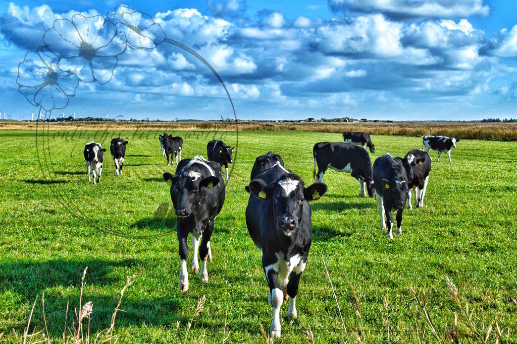 IMG_9471-01 | only.this.little.world - Realisiert mit Pictrs.com