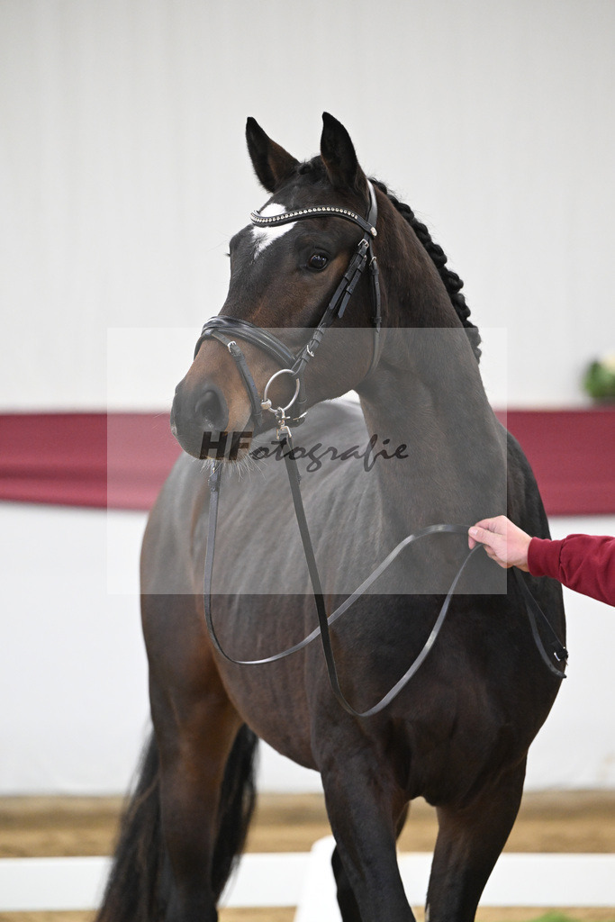 Kat-Nr. 28 Vidar x Zoom_Willi Schneider_47250923 | hf-fotografie - Realisiert mit Pictrs.com