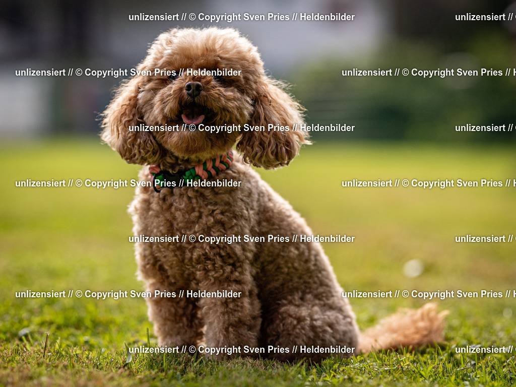 Sven Pries | 2024-09-22 - Hunderennen Baden-BadenPudelverein - Realisiert mit Pictrs.com