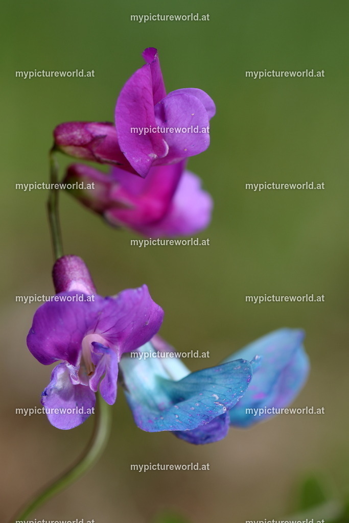 Frühlings-Platterbse-008 | Das Bilderarchiv über Tiere, Planzen und Landschaften. In der Bilddatenbank finden Sie ein große Auswahl an hochwertigen Bilder für Ihre Werbung - Realisiert mit Pictrs.com