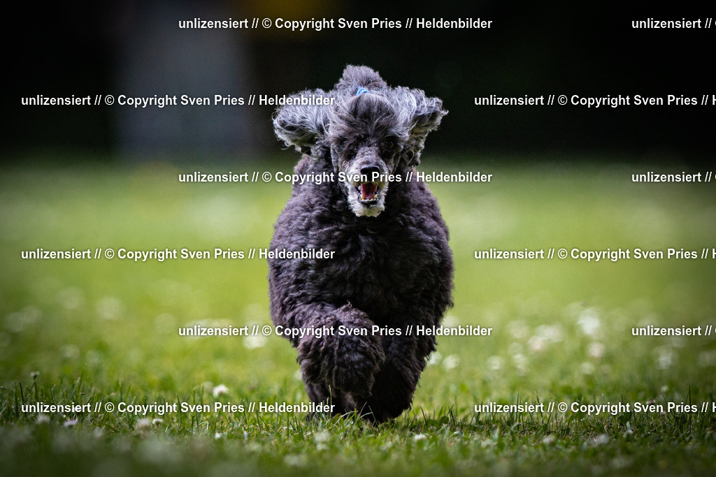 Sven Pries | 2025-05-29 - Pudelrennen KA-Durlach - Realisiert mit Pictrs.com