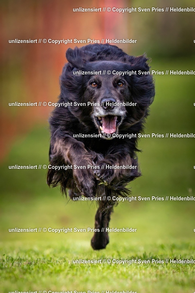 Sven Pries | 2024-09-22 - Hunderennen Baden-BadenPudelverein - Realisiert mit Pictrs.com