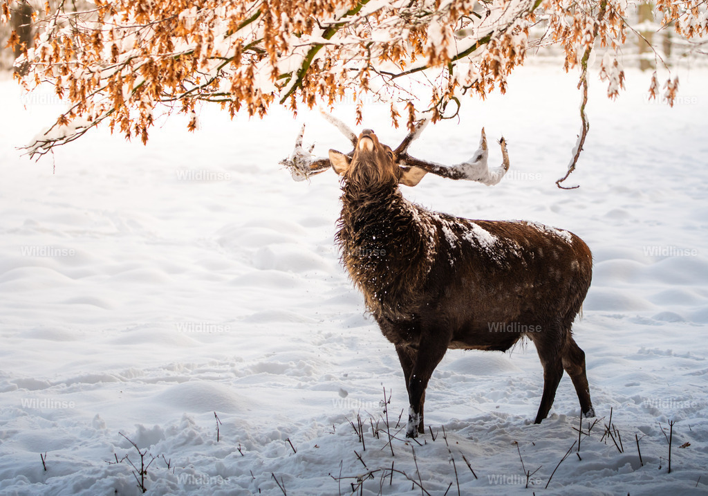 Wildlinse-231202-1 | Willkommen bei Wildlinse. Wildtierfotografien aus Schleswig-Holstein: Entdecke einzigartige Fine-Art-Prints und Poster, die Ruhe, Wildnis und die Schönheit unserer heimischen Tierwelt in dein Zuhause bringen. - Realisiert mit Pictrs.com